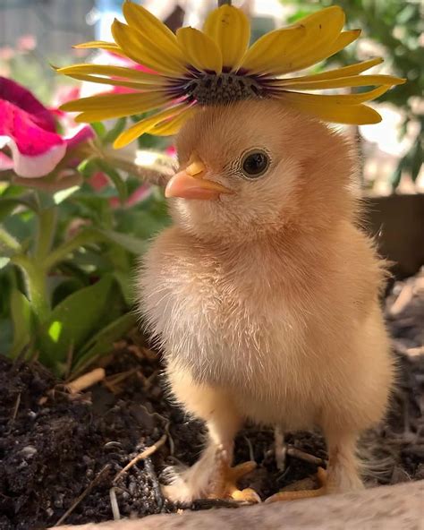 baby chick pictures|really cute baby chicks.